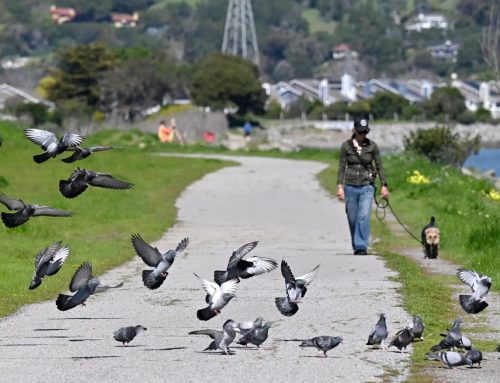 San Rafael weighs park impact fees for new developments